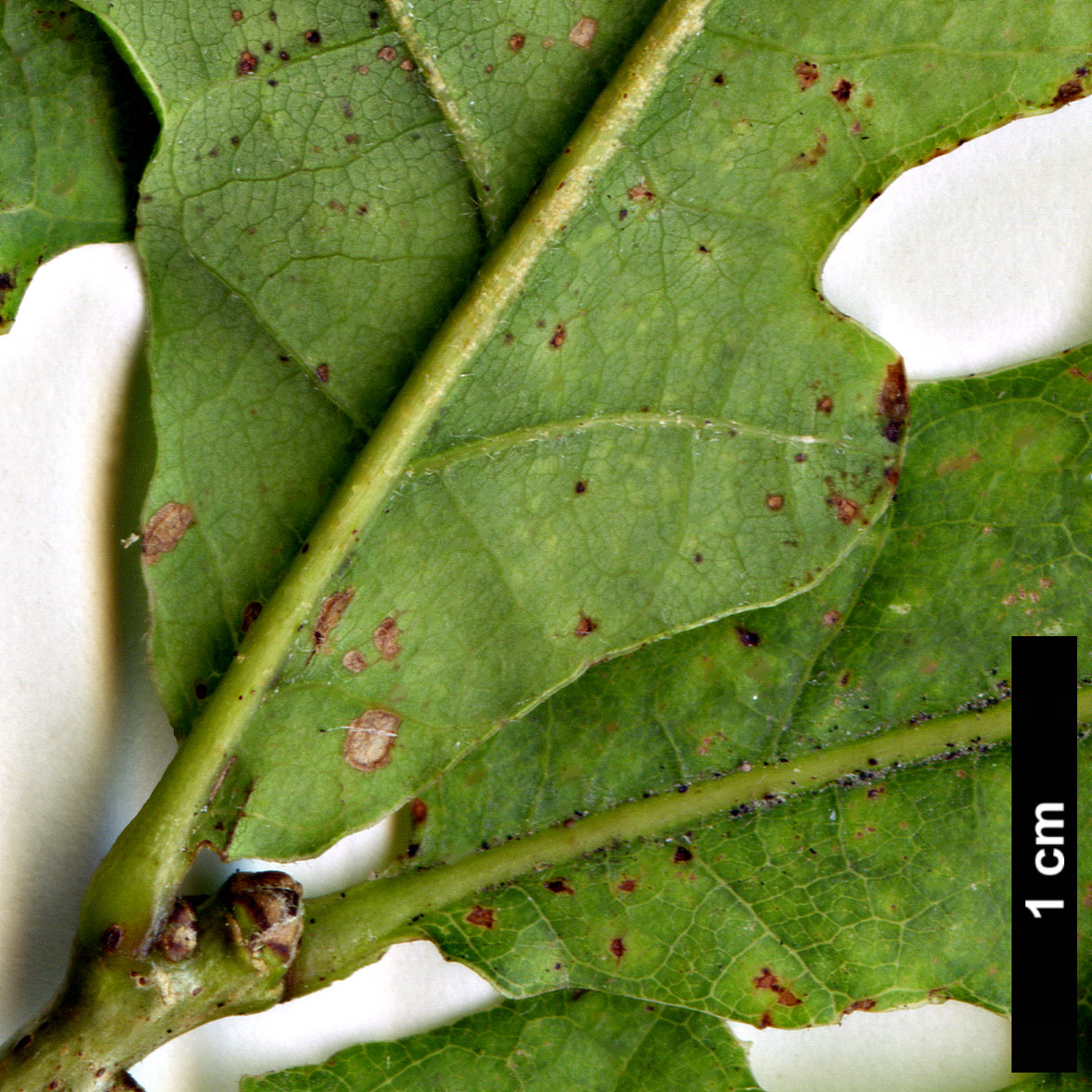 High resolution image: Family: Fagaceae - Genus: Quercus - Taxon: robur - SpeciesSub: Haas Group